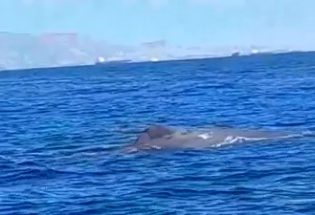 Φάλαινα: Έκανε την εμφάνισή της στον Σαρωνικό κόλπο