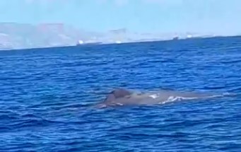 Φάλαινα: Έκανε την εμφάνισή της στον Σαρωνικό κόλπο