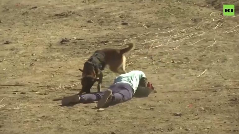 Ινδία: Κοινές στρατιωτικές ασκήσεις με τις ΗΠΑ σε μεγάλο υψόμετρο – Ο σκύλος και το γεράκι που έκλεψαν την παράσταση