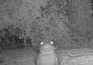 Φρύνος της Ερήμου Σονόρα: «Μην γλείψετε το συγκεκριμένο είδος βατράχου»