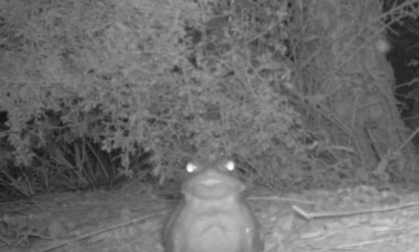 Φρύνος της Ερήμου Σονόρα: «Μην γλείψετε το συγκεκριμένο είδος βατράχου»