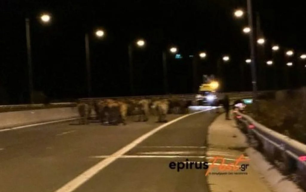 Εκτροπή νταλίκας με αγελάδες… – Έκλεισε η Εγνατία Οδός
