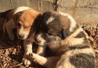 Φιλιάτες: Για κακούργημα διώκονται ο αντιδήμαρχος και ο υπάλληλος του δήμου που παράτησαν κουτάβια