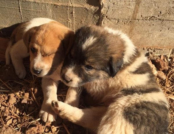 Φιλιάτες: Για κακούργημα διώκονται ο αντιδήμαρχος και ο υπάλληλος του δήμου που παράτησαν κουτάβια