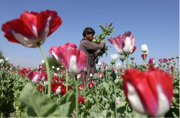 Αφγανιστάν: Ραγδαία αύξηση της καλλιέργειας παπαρούνας – «Απογειώθηκαν οι τιμές»