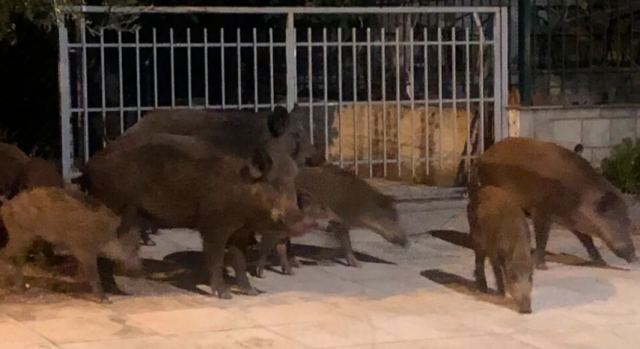 Λαμία: Βραδινός «εφιάλτης» τα αγριογούρουνα