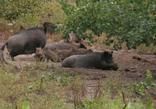 Αφρικανική πανώλη χοίρων: Νέο κρούσμα στη Β. Μακεδονία – Σε επιφυλακή Κιλκίς και Σέρρες