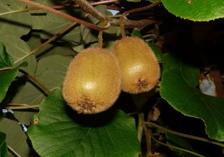 Ακτινιδιά: Με ποιους τρόπους γίνεται ο πολλαπλασιασμός της