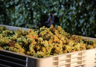 Αμπέλι: Ποιες είναι οι περιοχές πληγέντων επιτραπέζιων σταφυλιών προς απόσταξη