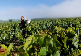 Greek vineyards: A year of exceptional quality for the wines of Megara