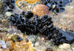 Θεσσαλονίκη: Μυδοκαλλιεργητές σε απόγνωση – «Θάνατος» οι θαλάσσιες φούσκες