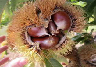 Γεωργαντάς: Πώς θα καλυφθεί η απώλεια εισοδήματος των καστανοπαραγωγών