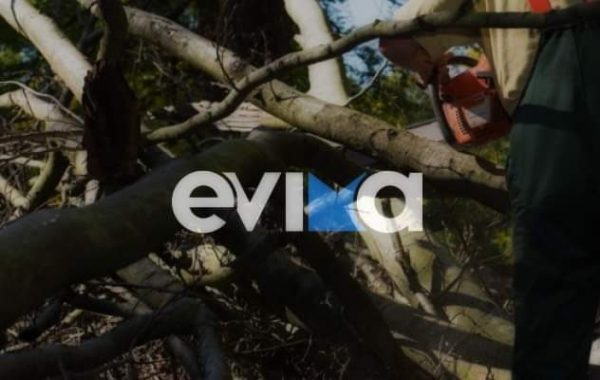 Συναγερμός στην Εύβοια - Δέντρο καταπλάκωσε δασεργάτη