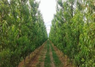 ΟΠΕΚΕΠΕ: Τι αλλάζει στις αιτήσεις για τις δασώσεις