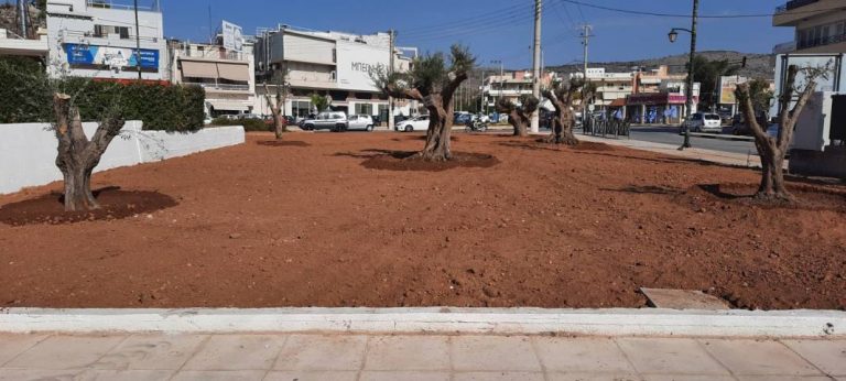 7 υπεραιωνόβιες ελιές στο νησί της Σαλαμίνας