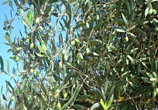 Πελοπόννησος: Με τεχνολογίες γεωπληροφορικής η δακοκτονία