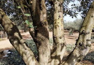 Ελιά: Πώς θα αποφύγετε την καρκίνωση