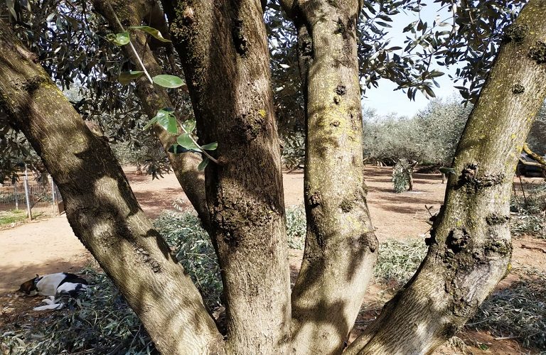 Ελιά: Πώς θα αποφύγετε την καρκίνωση