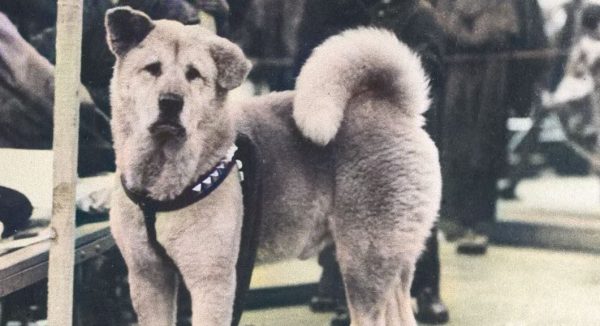 Ο Χάτσικο περίμενε κάθε μέρα στον σιδηροδρομικό σταθμό τον νεκρό ιδιοκτήτη του