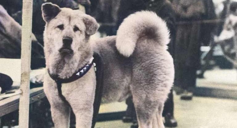 Ο Χάτσικο περίμενε κάθε μέρα στον σιδηροδρομικό σταθμό τον νεκρό ιδιοκτήτη του