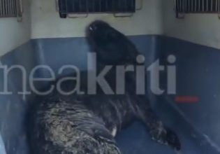 Κρήτη: Διασώθηκε μωρό φώκια στον Κουρεμένο