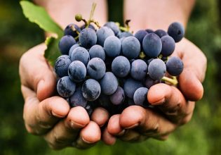 Αμπέλι: Άδεια απόσταξης και για τα επιτραπέζια σταφύλια φέτος