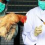 Γρίπη των πτηνών: Ραγδαία αύξηση κρουσμάτων – Κίνδυνος επανεμφάνισης στην Ελλάδα