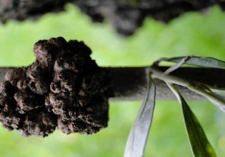 Ελιά: Πώς να προστατέψετε τα δέντρα από το κυκλοκόνιο και την καρκίνωση