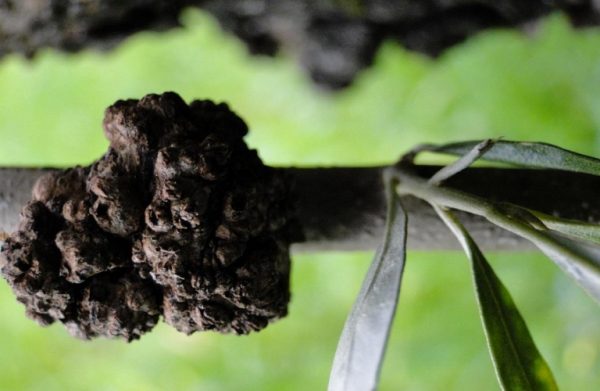 Ελιά: Πώς να προστατέψετε τα δέντρα από το κυκλοκόνιο και την καρκίνωση