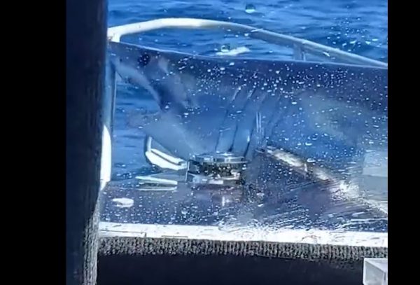 Νέα Ζηλανδία: Η στιγμή που τεράστιος καρχαρίας «προσγειώνεται» σε αλιευτικό σκάφος