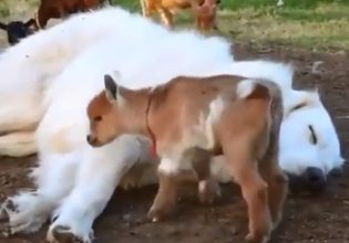 Τσοπανόσκυλο: Κατσίκια πραγματικός «εφιάλτης» δεν το αφήνουν να κοιμηθεί – Θα πέσετε κάτω από τα γέλια