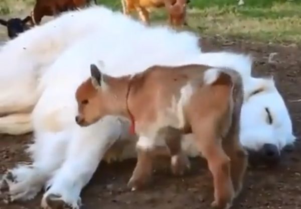 Τσοπανόσκυλο: Κατσίκια πραγματικός «εφιάλτης» δεν το αφήνουν να κοιμηθεί – Θα πέσετε κάτω από τα γέλια