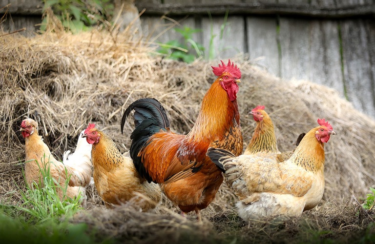 ΠΕΟΠΠ: Μειωμένη η ενίσχυση για τις ζωοτροφές στην πτηνοτροφία