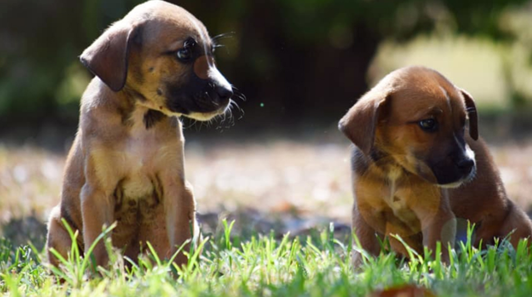 Υπουργείο Προστασίας του Πολίτη: Ειδική γραμμή από την ΕΛ.ΑΣ για την υπεράσπιση των ζώων