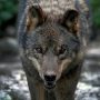 Αλεξανδρούπολη: Λύκοι κατασπάραξαν κυνηγόσκυλα – «Κατεβαίνουν από τα βουνά»