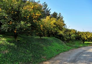 Εσπεριδοειδή: Προστασία από τη Μύγα Μεσογείου και την Κορυφοξήρα