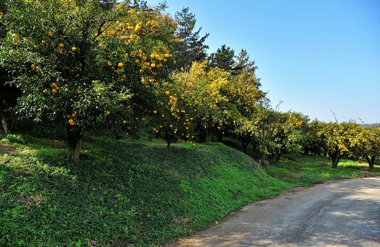 Εσπεριδοειδή: Προστασία από τη Μύγα Μεσογείου και την Κορυφοξήρα