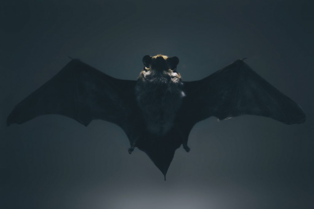 Γιατί οι ιοί από νυχτερίδες εξακολουθούν να απειλούν τον άνθρωπο;