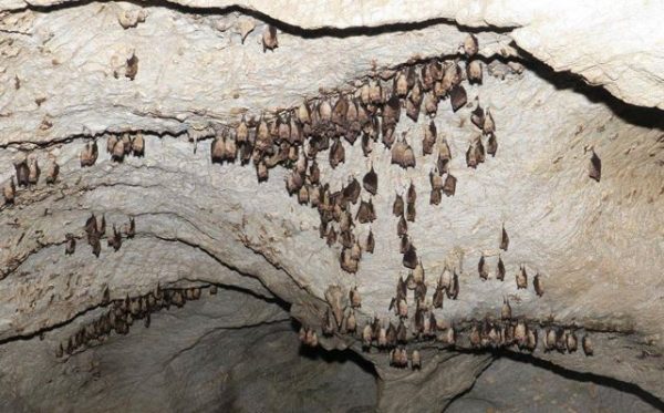 Νυχτερίδες: Στην Ελλάδα 36 είδη – Η προσπάθεια για την προστασία της σπηλαιόβιας ζωής