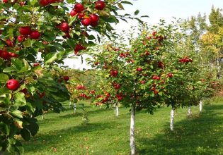 Μύγα Μεσογείου: Προσβολές σε φρούτα – Πώς θα τις αντιμετωπίσετε