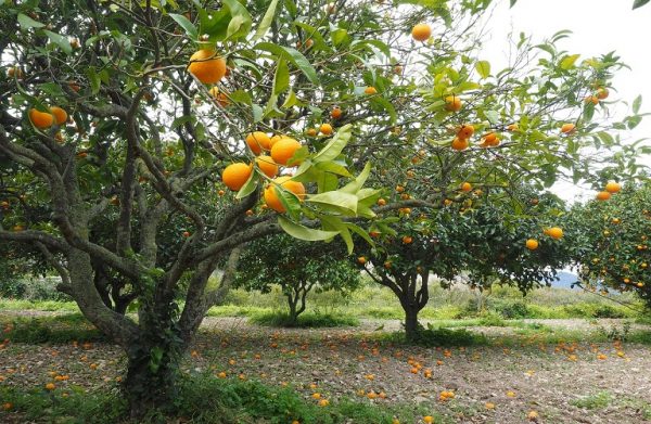 Αιτωλοακαρνανία: Στενεύουν τα όρια για τους παραγωγούς πορτοκαλιού