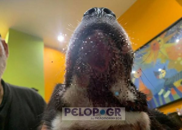 Πάτρα: Προσωρινά ελεύθερος ο 70χρονος που έσερνε τον σκύλο του με το αυτοκίνητο