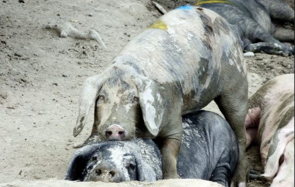 Μελέτη: Ακόμη και στα γουρούνια, κάποια μεσολαβούν ως ειρηνοποιοί στους τσακωμούς των άλλων