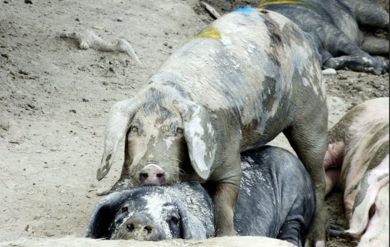 Μελέτη: Ακόμη και στα γουρούνια, κάποια μεσολαβούν ως ειρηνοποιοί στους τσακωμούς των άλλων