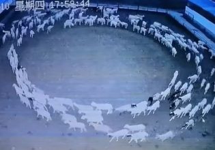 Κίνα: Μυστήριο σε φάρμα – Πρόβατα κινούνται σε κύκλο επί 12 ημέρες