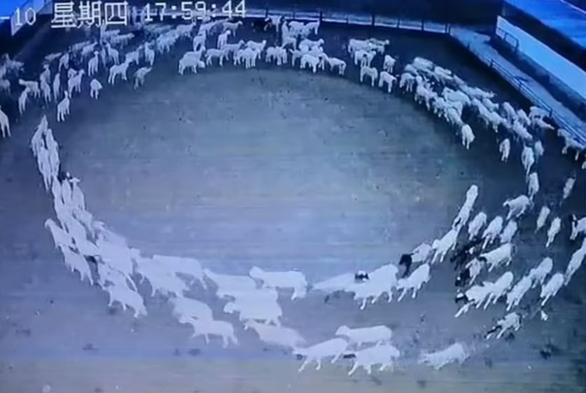 Κίνα: Μυστήριο σε φάρμα - Πρόβατα κινούνται σε κύκλο επί 12 ημέρες