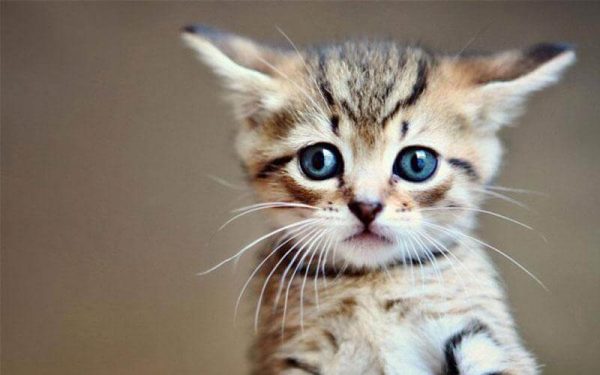 Απίστευτο: Γατάκι αρνείται τη μετακόμιση και γυρίζει στην παλιά του γειτονιά