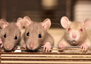 Ινδία: Επιδρομή αρουραίων σε αστυνομικό τμήμα – Kατανάλωσαν 500 κιλά κάνναβης