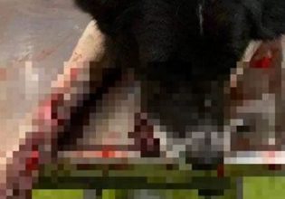 Πάτρα: Σήμερα στον ανακριτή ο ηλικιωμένος που έσερνε σκύλο από το αυτοκίνητο