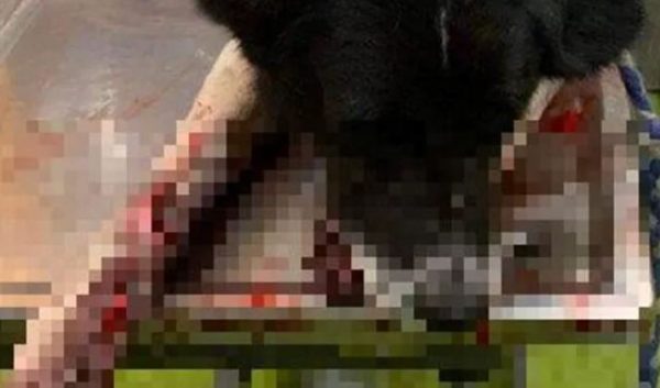 Πάτρα: Σήμερα στον ανακριτή ο ηλικιωμένος που έσερνε σκύλο από το αυτοκίνητο